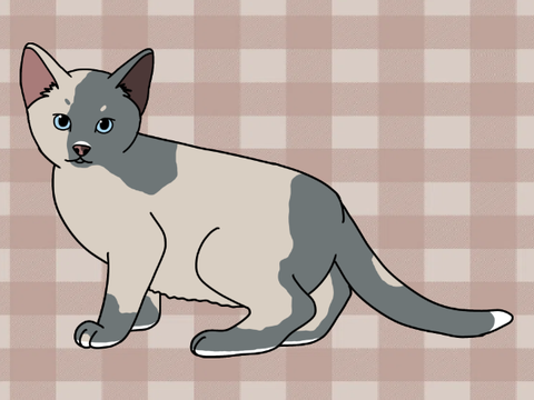 ✧ Koala ✧ 