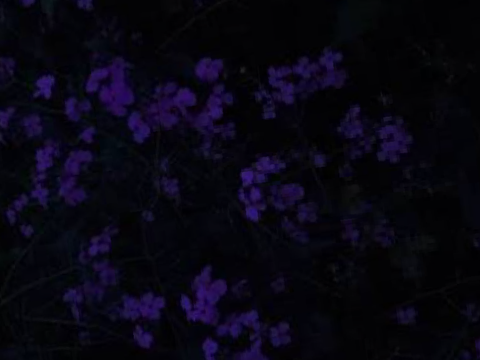 Atropa Belladonna ⋆ info