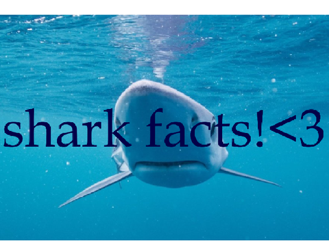 SHARK FACTS
