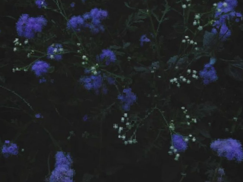 Atropa Belladonna ⋆ storage