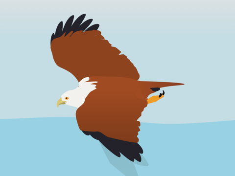 Brahminy Kite Vector