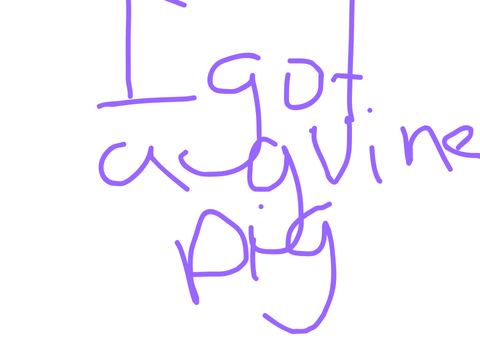 I got a Guinea Pig!