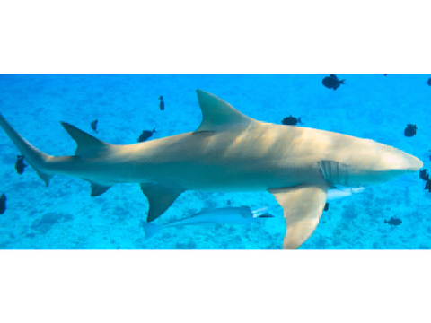 lime's lemon shark hearttype here you go :3