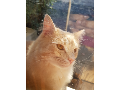 Meet Loaf! The cat from next door!