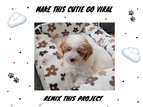 Make this cutie go viral!