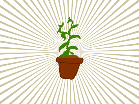 Plant Animation