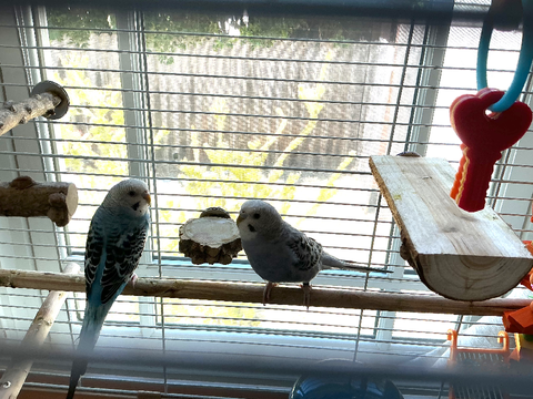 Birds!! :3