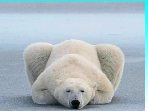 Polar Bears