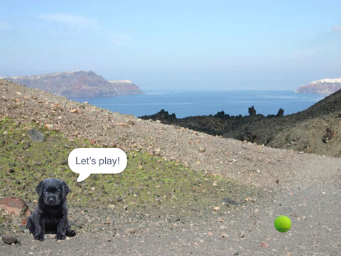 Puppy fetch 