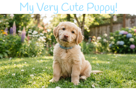 My Very Cute Puppy( not my actual puppy)