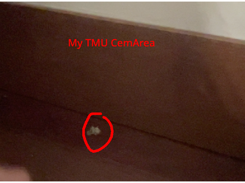 Dead moth in my room for maxpro2000