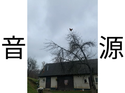 Chicken Screaming On Tree音源