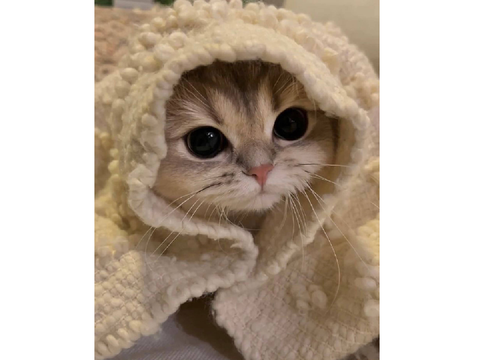Follow if you like cats!