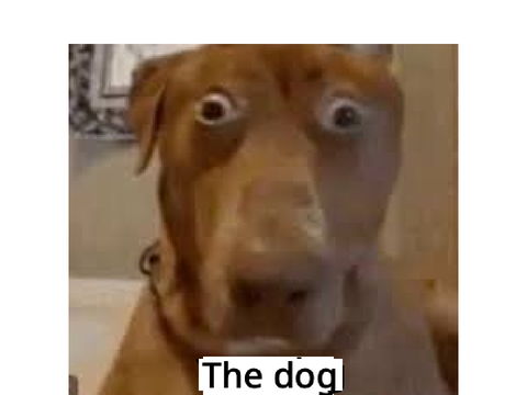 Hot dog meme