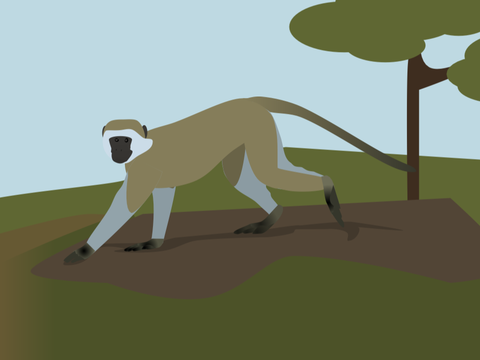 Vervet Monkey Vector
