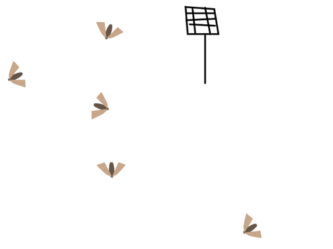 Smash those moths