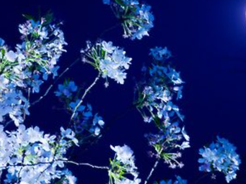 Atropa Belladonna ⋆ sign ups