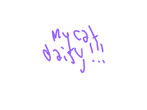 Daisy cat