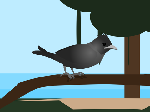 Sri Lankan Drongo Vector