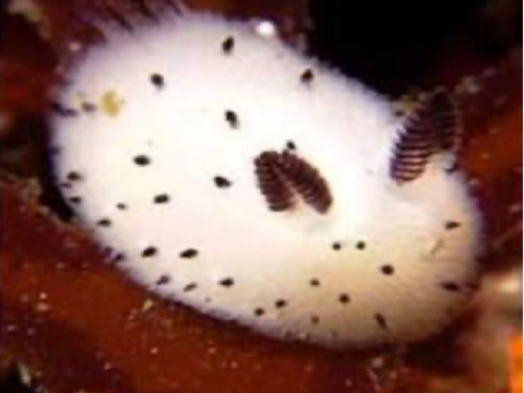 .seabunny’s dead fish.