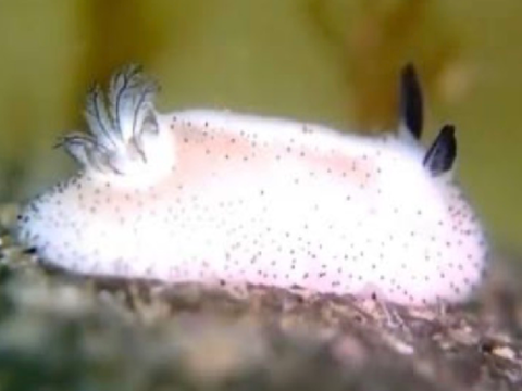 .seabunny’s scales.