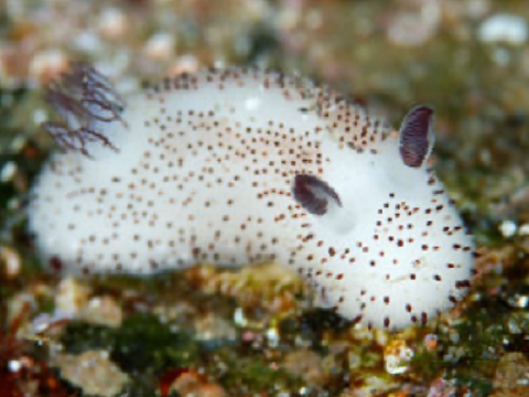 .seabunny’s collection of beings.