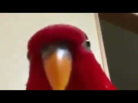 red bird meme speeed