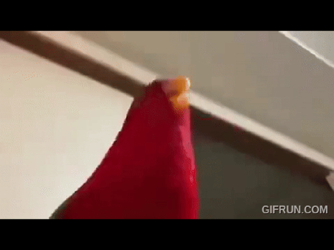 red bird meme got the slow one too