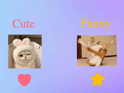 Cute Cat or Funny Cat or Sweet or Salty