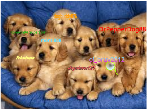 put your name on a puppy  remix remix remix remix remix remix