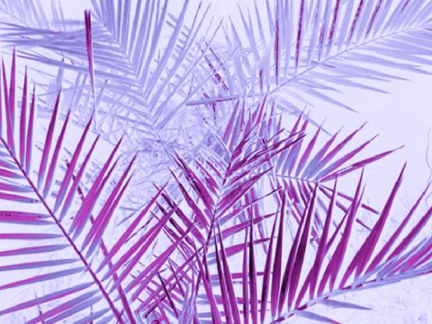 ⊛ pastel purple plants ⊛