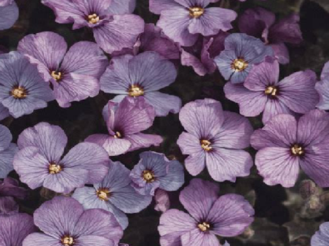 ⊛ pastel purple flowers ⊛