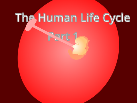 The human life cycle: Part 1