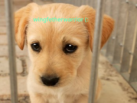 Sign to stop animal cruelty!!! ❤️❤️❤️ pls sign remix remix remix remix remix remix remix remi… remix