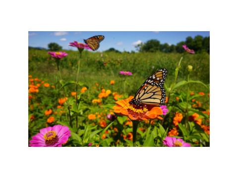 ☽ Mariposa´s Misty Meadow ☾