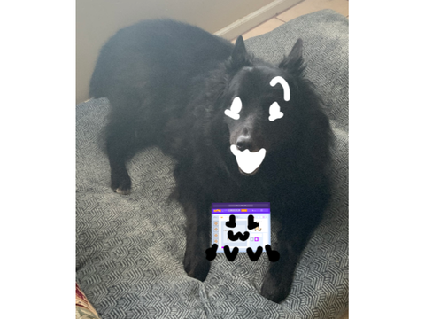 doggo is very smol