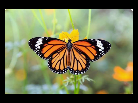 ❝ Blue Light ❞ A Monarch Application