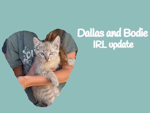 Dallas and Bodie | IRL update