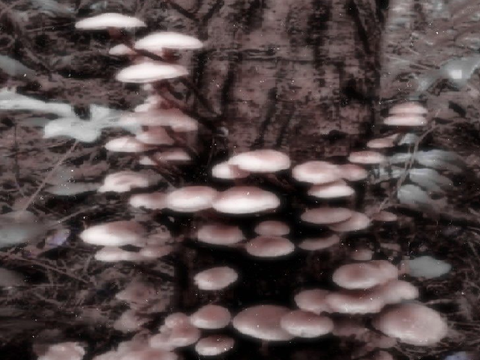 fervent botany ✧ floridkit bio