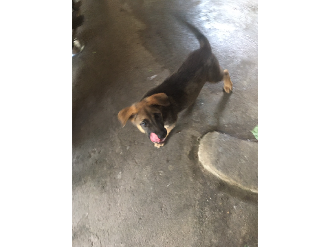 Mickey my doggy