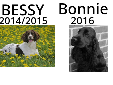 These dogs where the best..