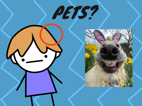 PETS 0.3 SECOND ANIMATION!