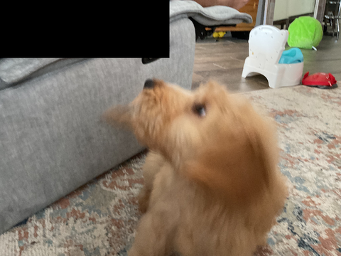 dog