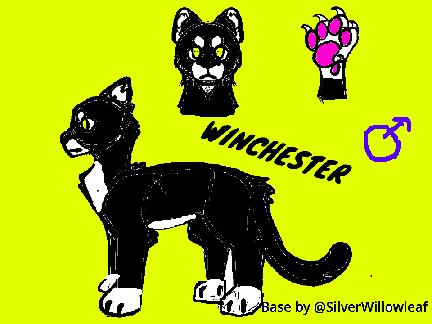 My cat in real life(Winchester)