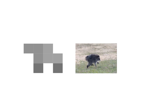 jimothy raccoon