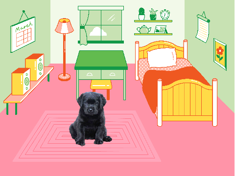 VR pet