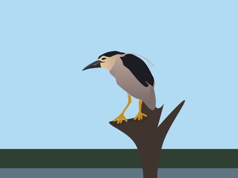 Black-Crowned Night Heron Vector