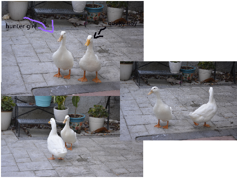 my ducks at day