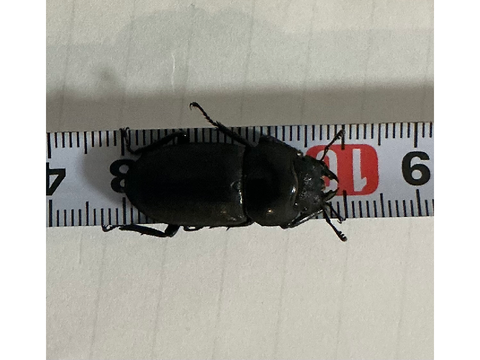 自己ベストコクワガタ