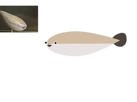 SACABAMBASPIS